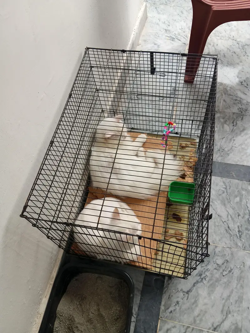 cat for sale one also and pair also — photo 5
