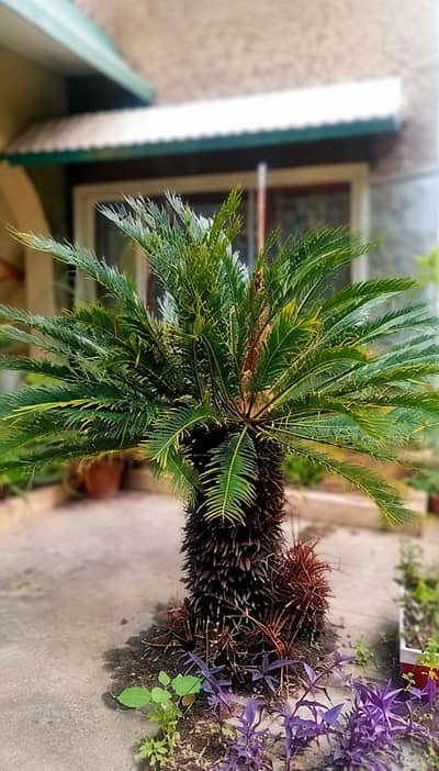 Sago Palm (Cycas ) for sale