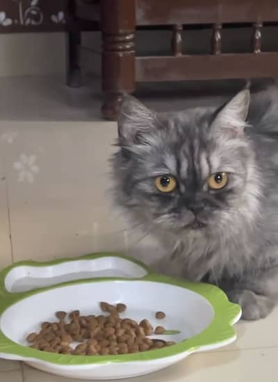 Persian Cat