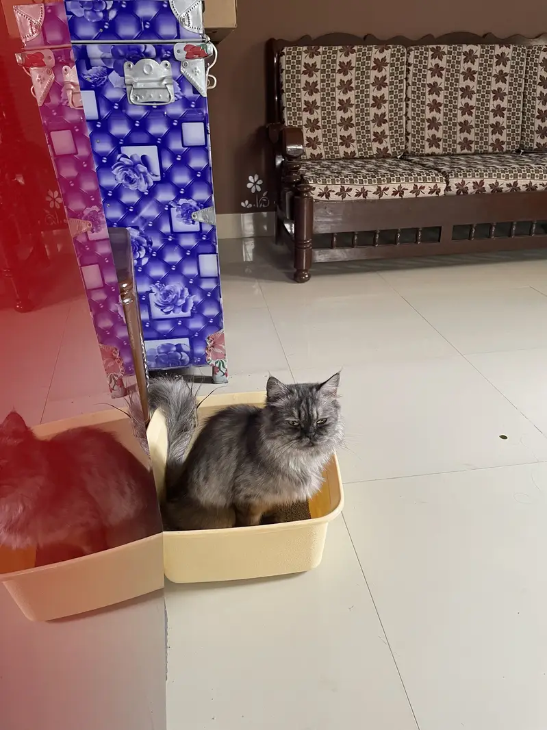 Persian Cat — photo 2