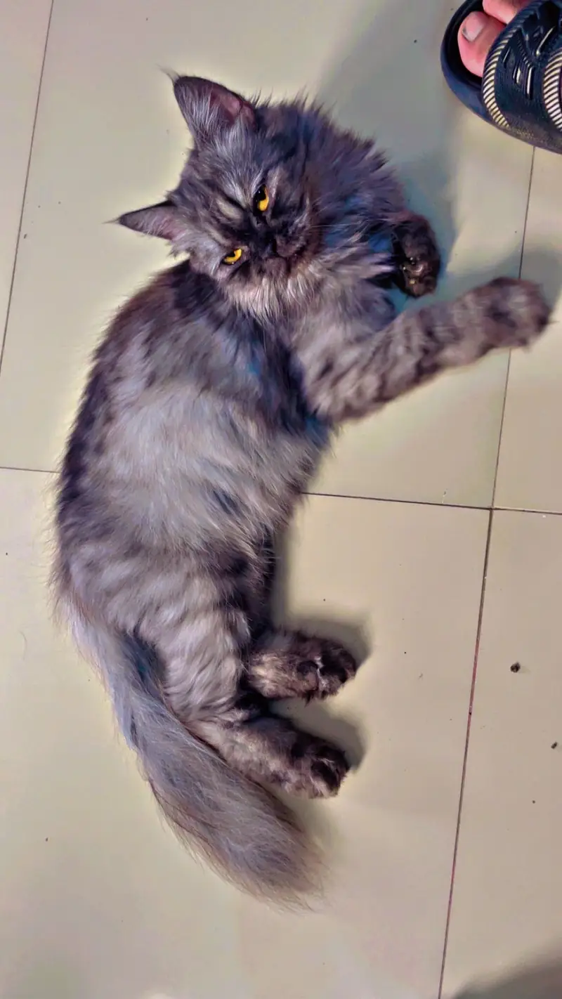 Persian Cat — photo 3