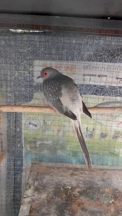 diamond dove male / exchange possible with female