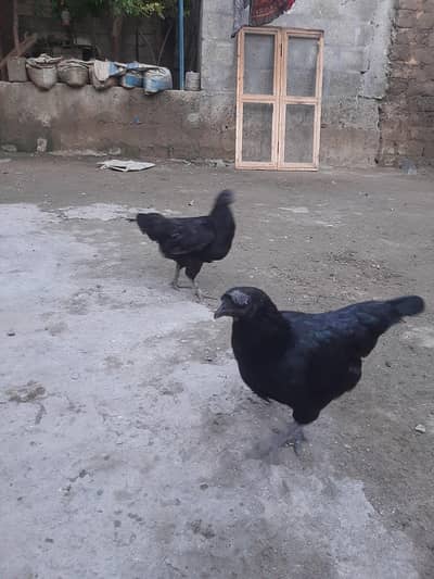 ayam cemani female 4