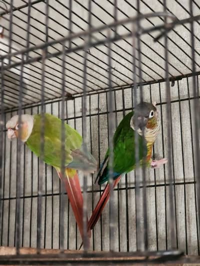 conure pair Rosie Colin love brid pair
