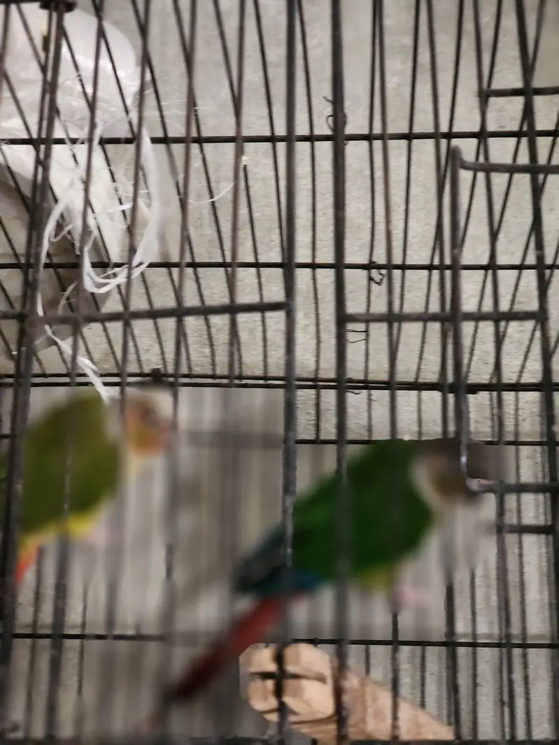 conure pair Rosie Colin love brid pair — photo 2