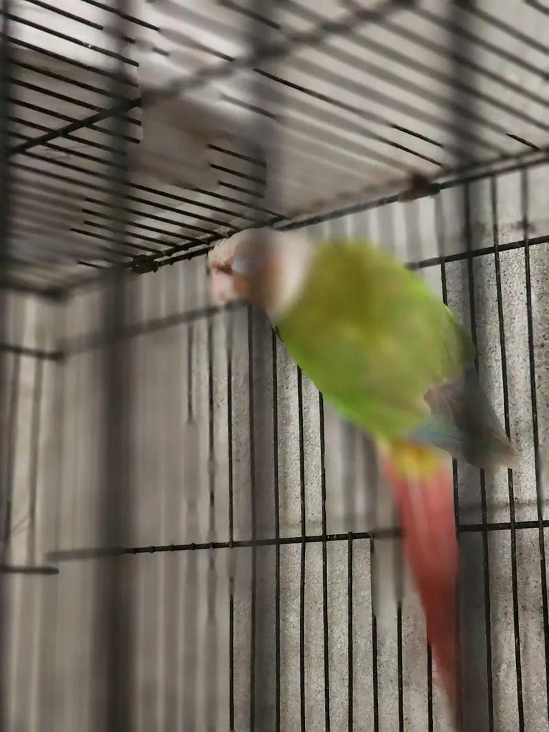 conure pair Rosie Colin love brid pair — photo 3