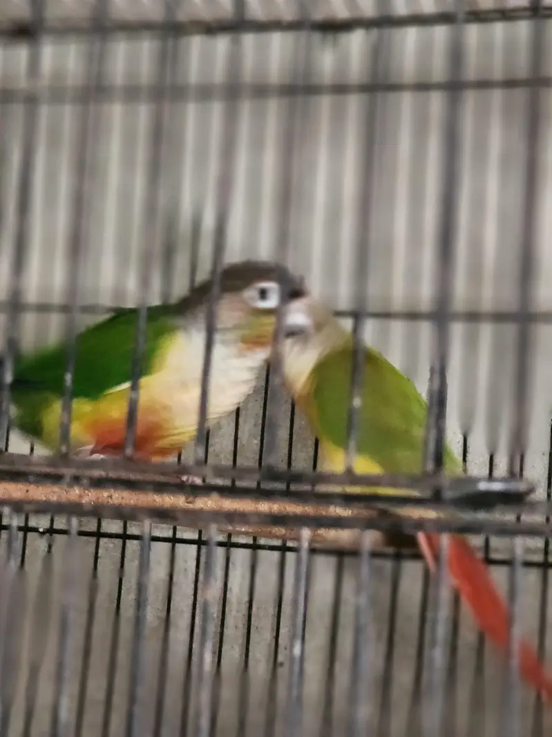 conure pair Rosie Colin love brid pair — photo 4