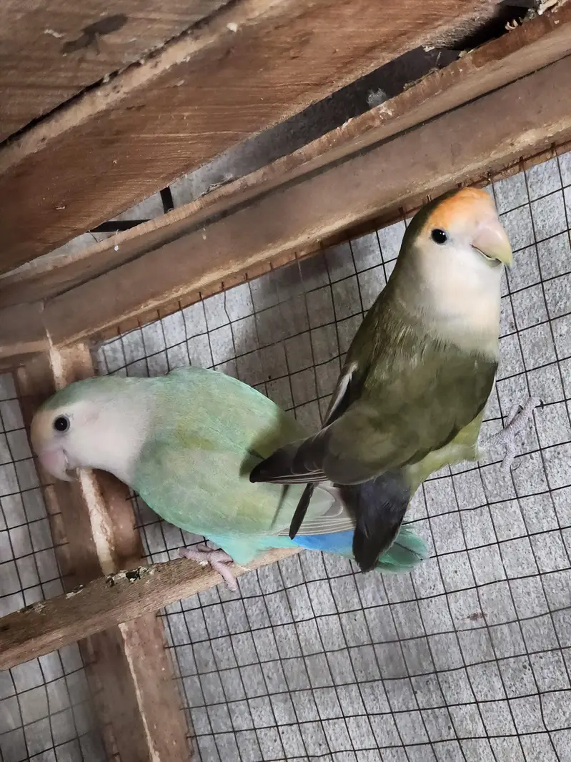 conure pair Rosie Colin love brid pair — photo 5