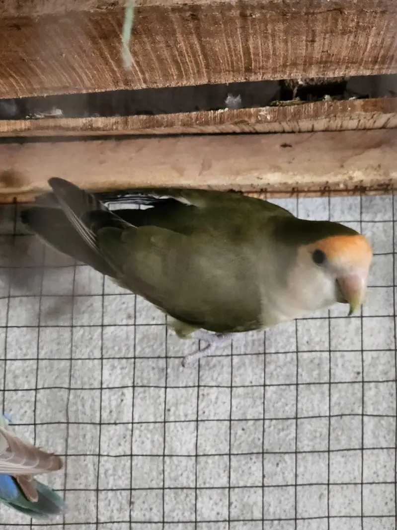 conure pair Rosie Colin love brid pair — photo 6