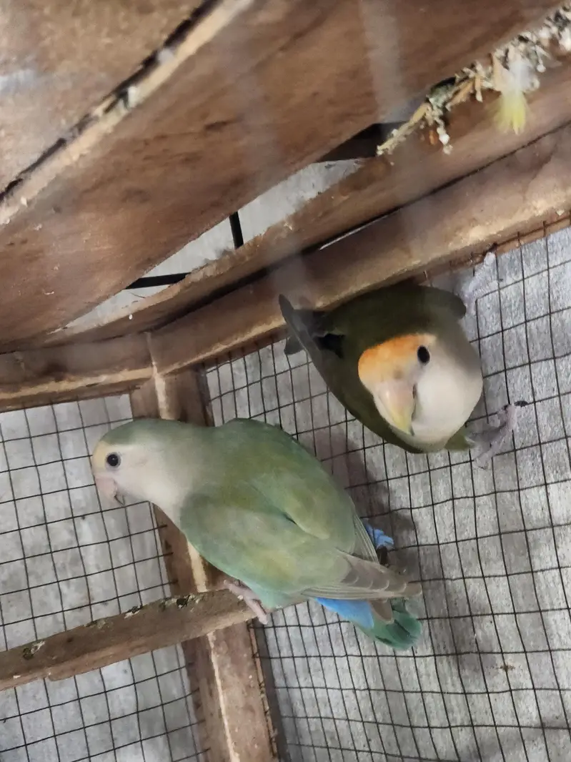 conure pair Rosie Colin love brid pair — photo 7