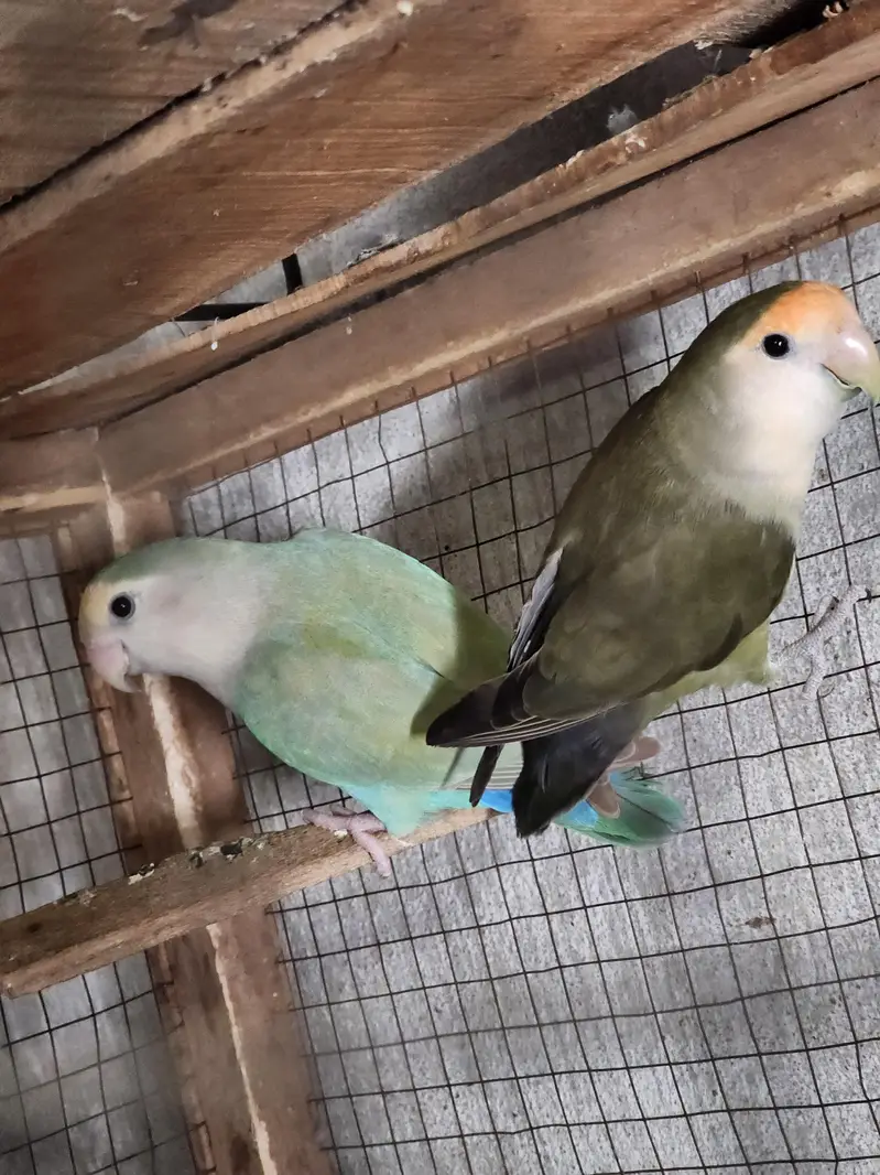 conure pair Rosie Colin love brid pair — photo 8