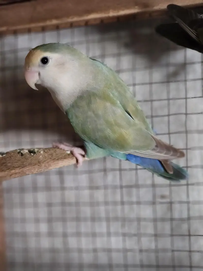 conure pair Rosie Colin love brid pair — photo 9