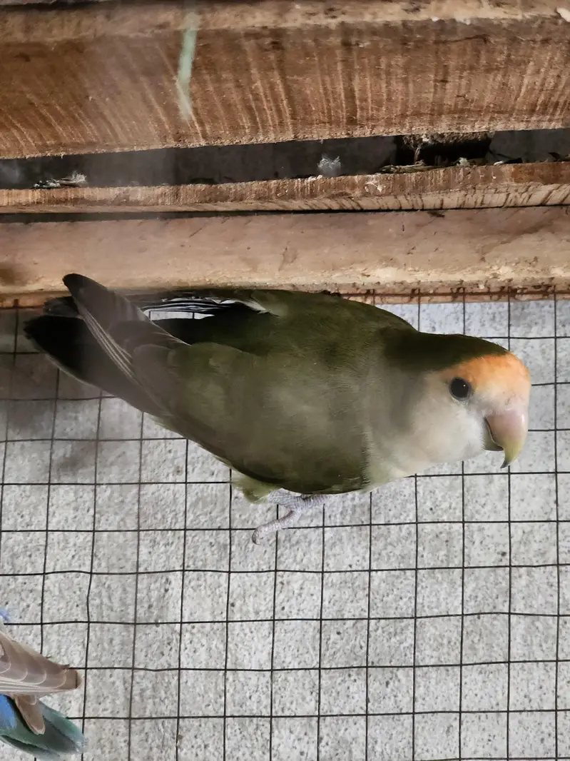 conure pair Rosie Colin love brid pair — photo 11