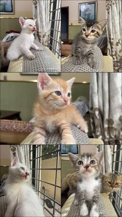 Sweet little kittens looking for loving homes.
