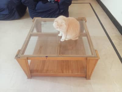 10/10 table candition