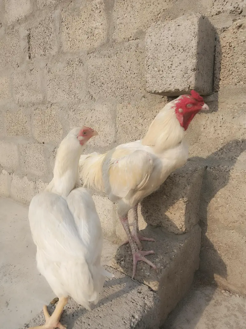 Aseel hera fertile eggs Available here — photo 3