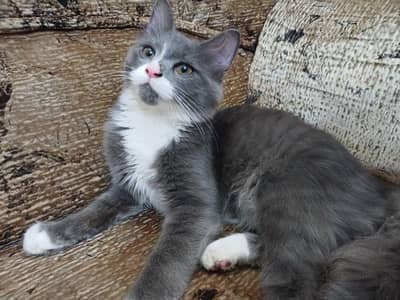 Persian Doll face female kitten
