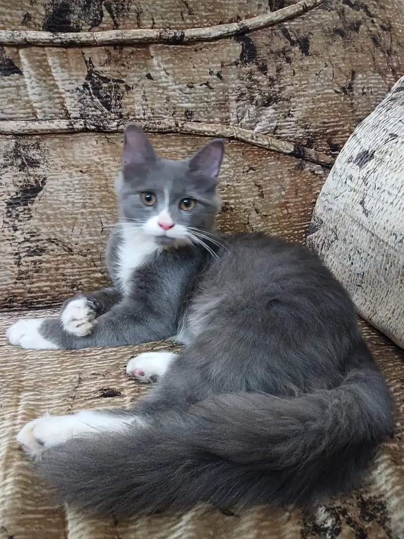 Persian Doll face female kitten — photo 2