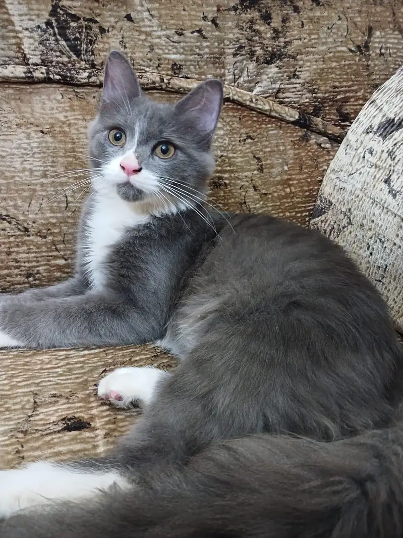 Persian Doll face female kitten — photo 3