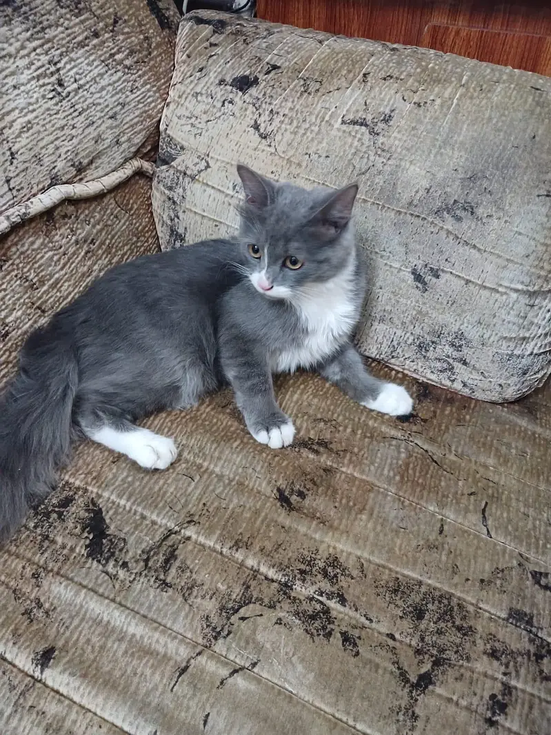 Persian Doll face female kitten — photo 4