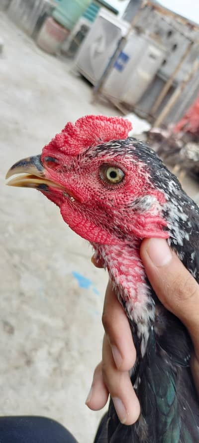 thai or thai cross hen available
