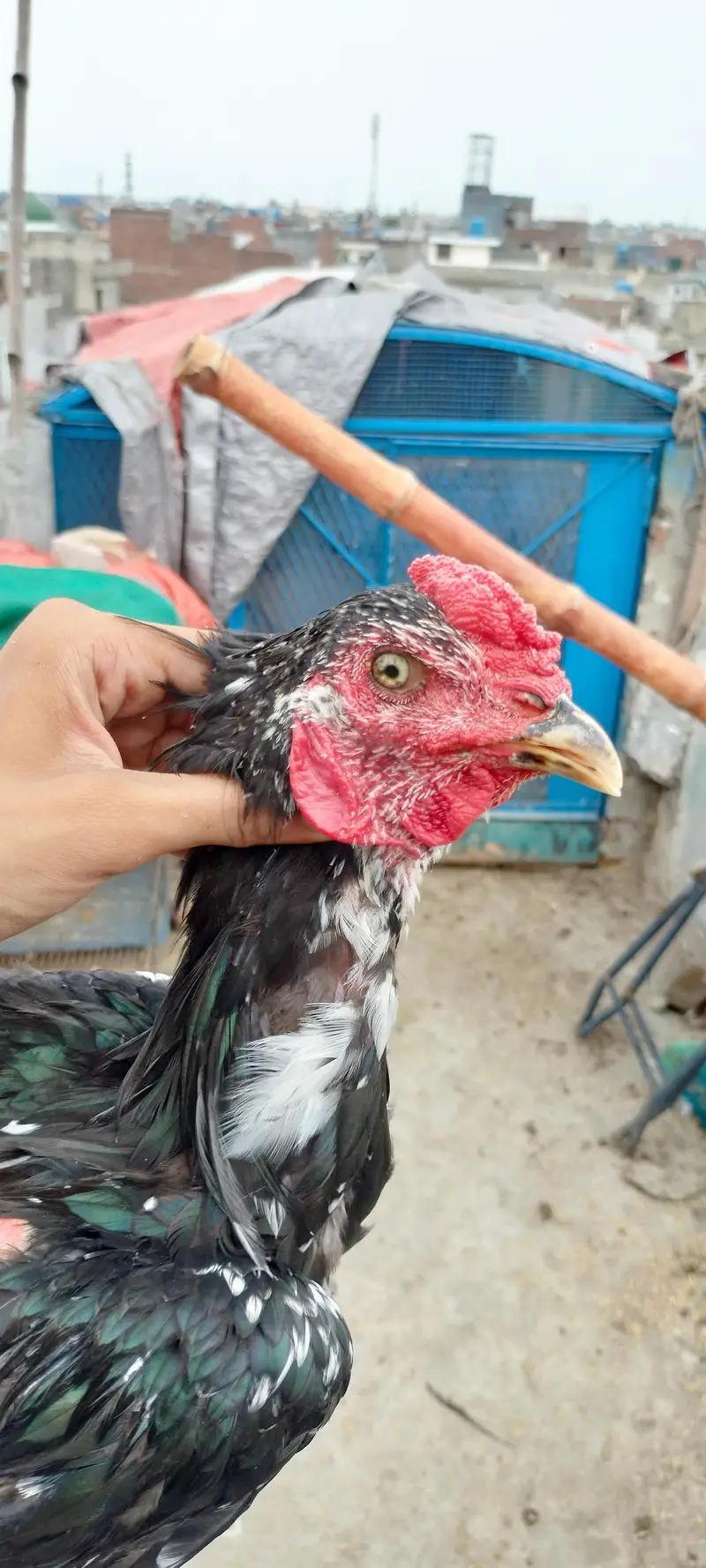 thai or thai cross hen available — photo 2