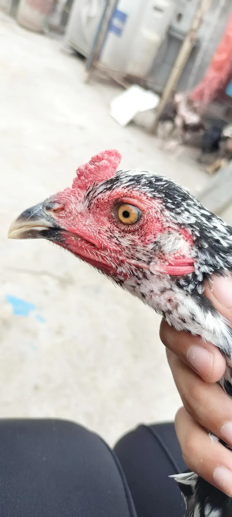 thai or thai cross hen available — photo 3