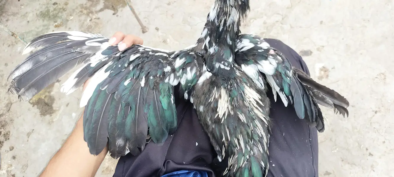 thai or thai cross hen available — photo 4