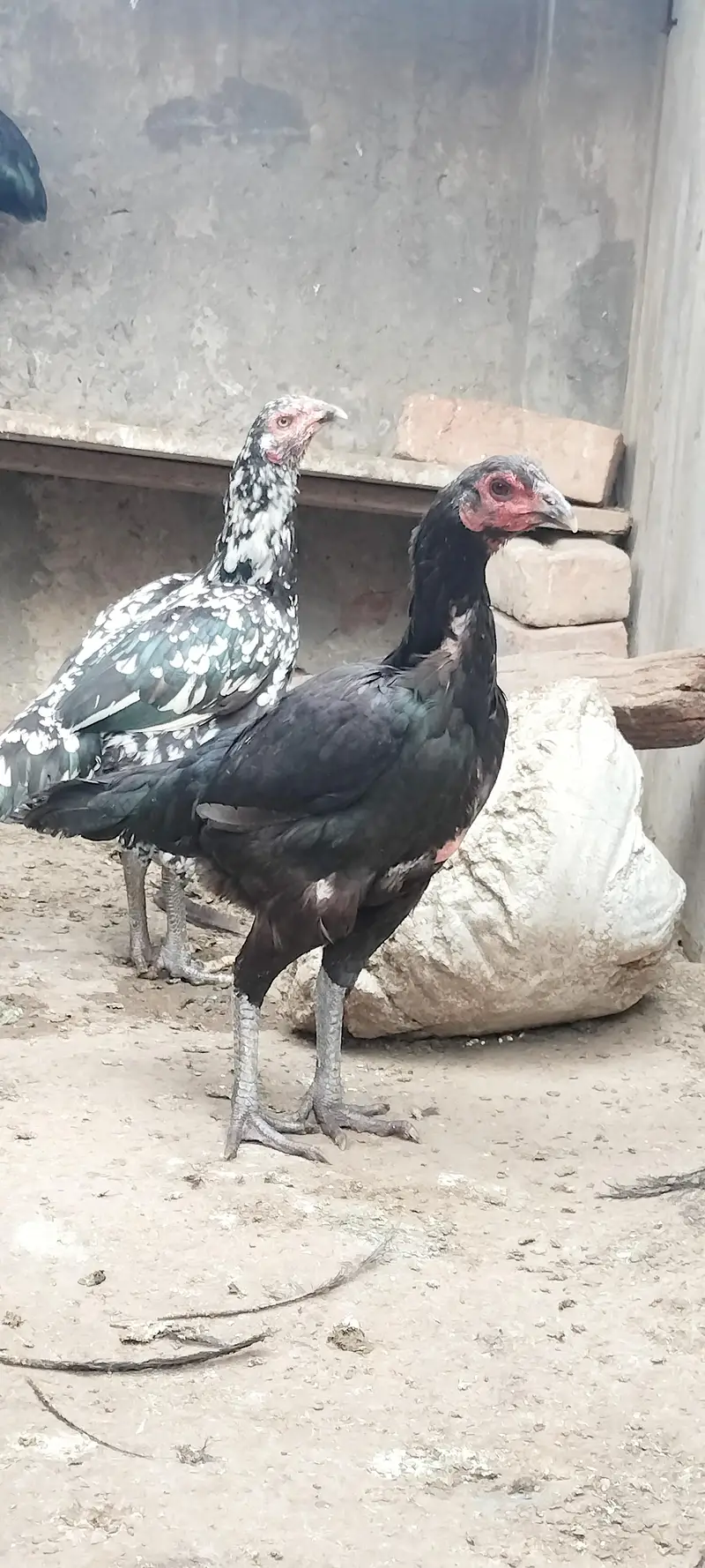 thai or thai cross hen available — photo 5