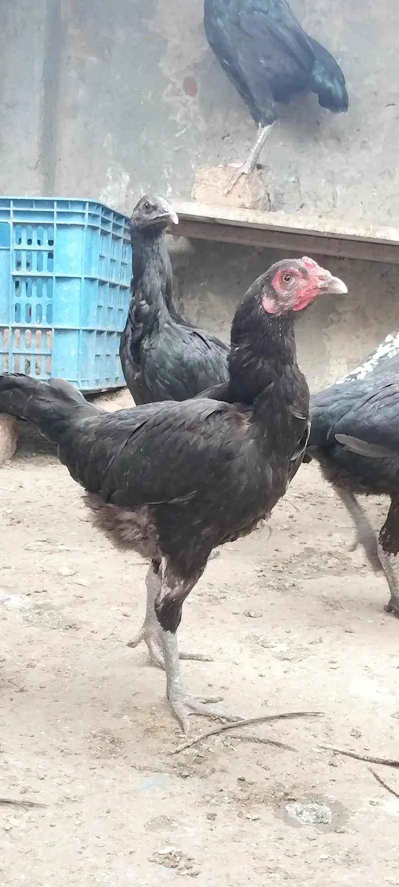 thai or thai cross hen available — photo 6