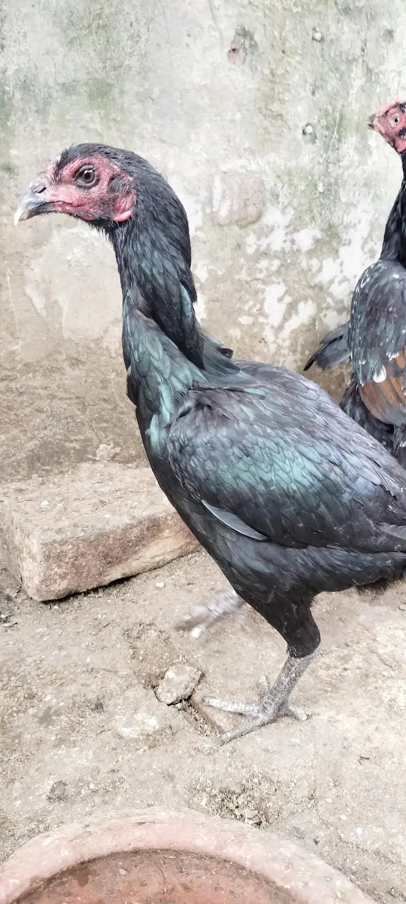 thai or thai cross hen available — photo 7