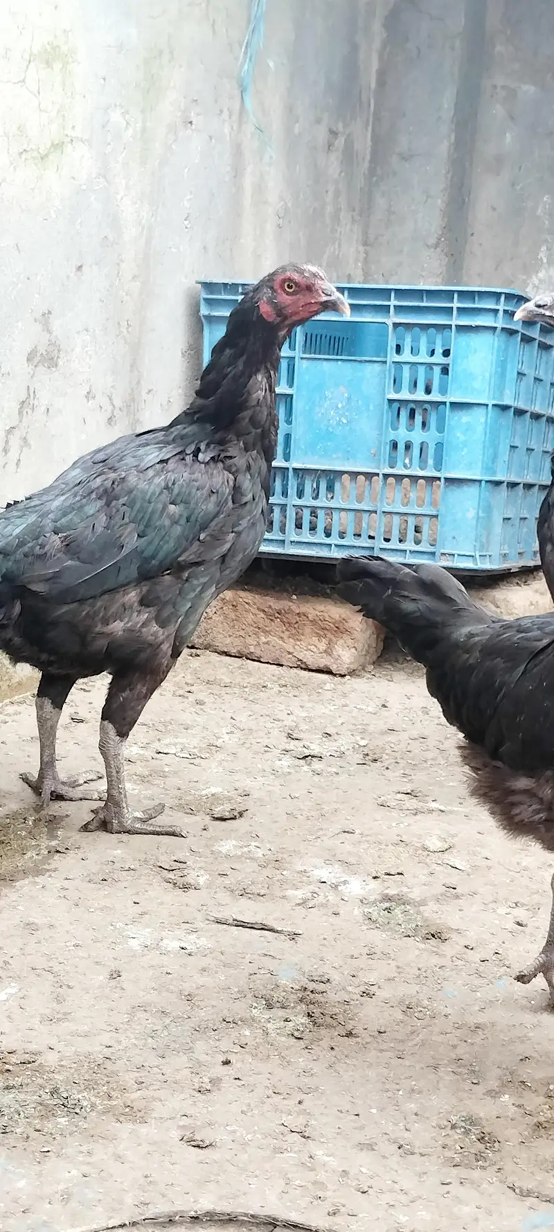 thai or thai cross hen available — photo 8
