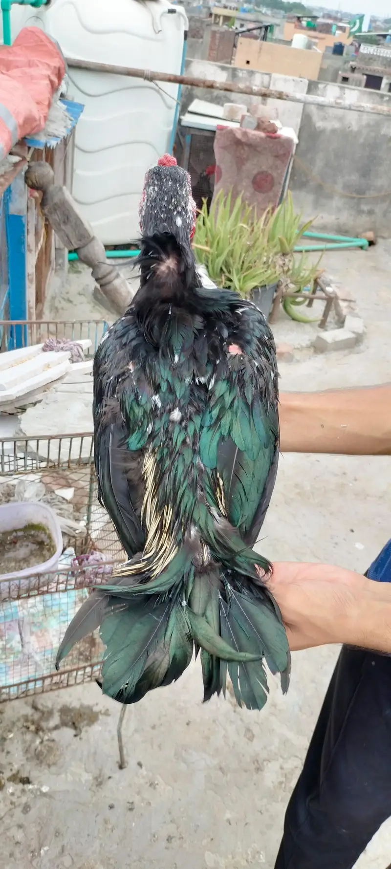 thai or thai cross hen available — photo 10
