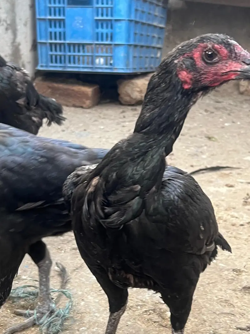 thai or thai cross hen available — photo 11