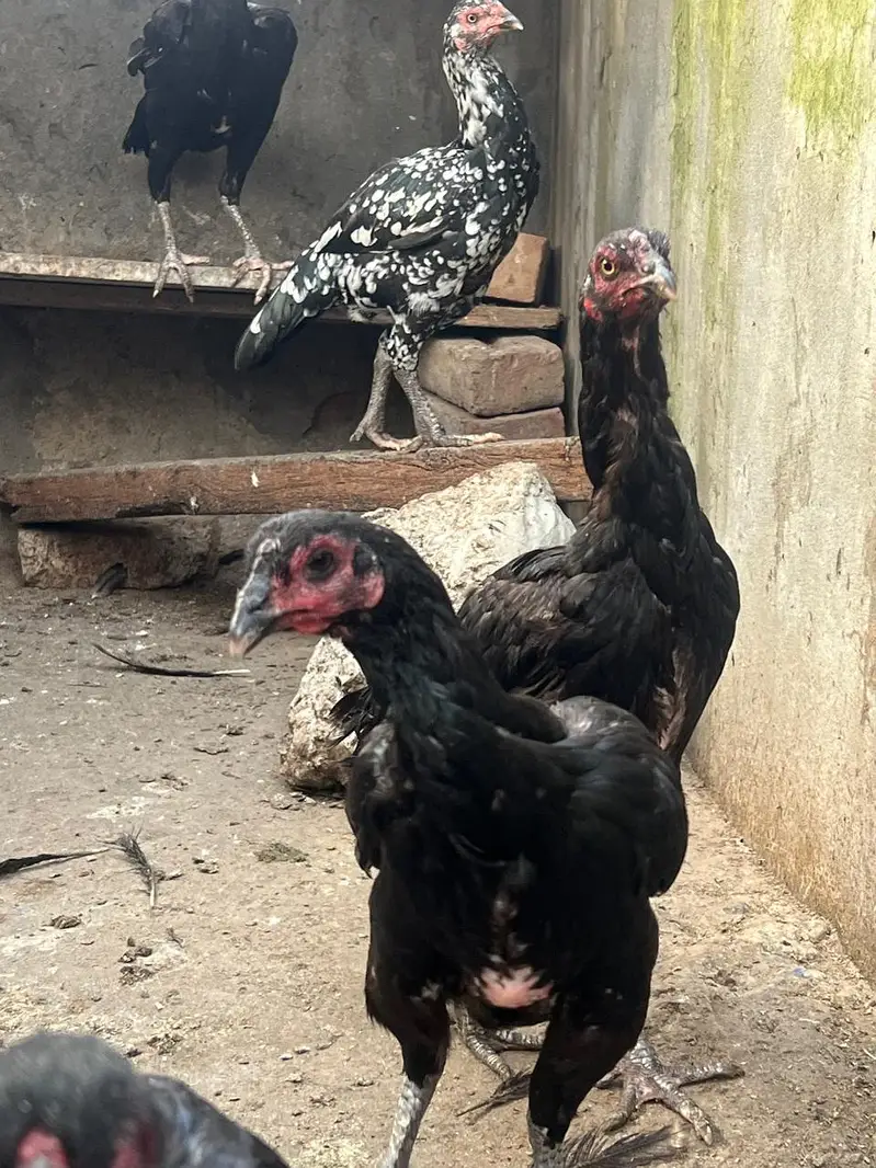 thai or thai cross hen available — photo 12