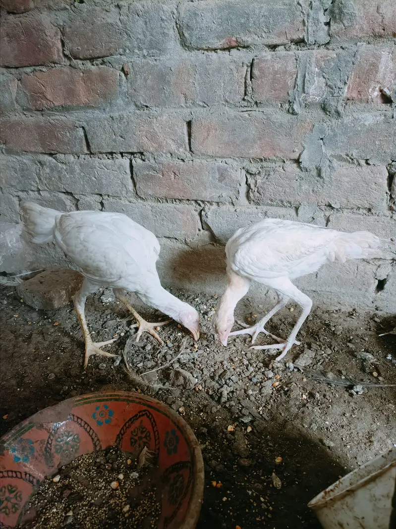Hera aseel — photo 2