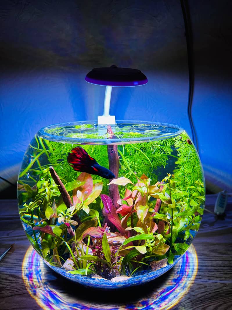 Aquaforest 3
