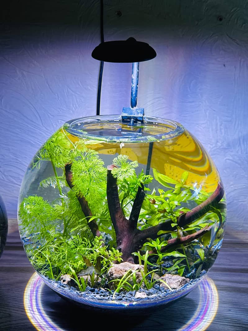 Aquaforest 4