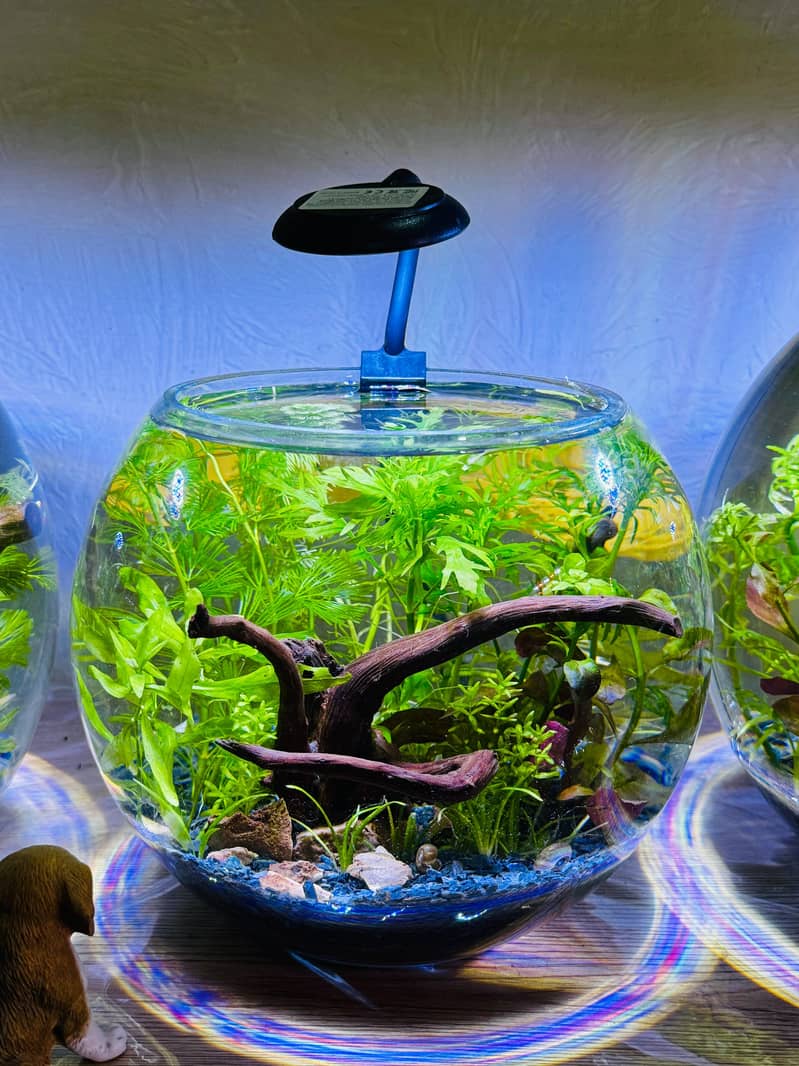 Aquaforest 5