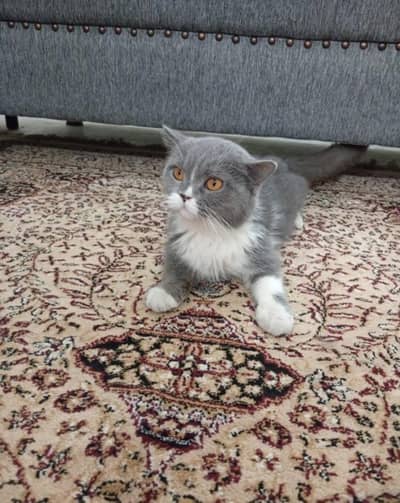 FLUFFY  CAT FOR SALE