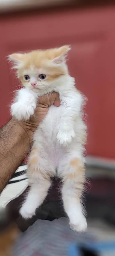 ​Adorable Persian Kittens Available