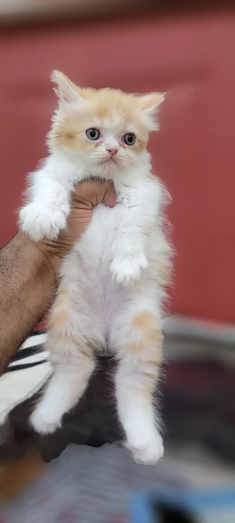 ​Adorable Persian Kittens Available — photo 2