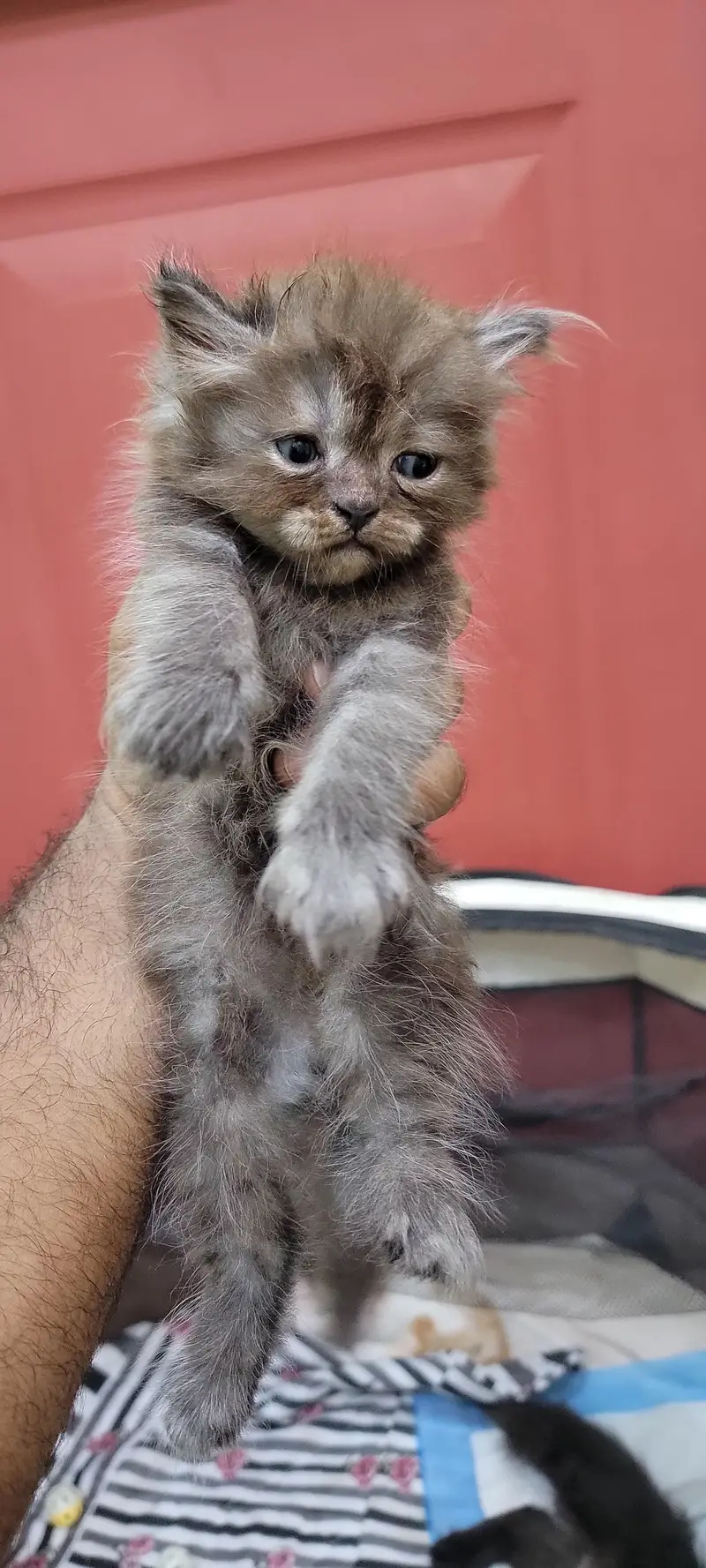 ​Adorable Persian Kittens Available — photo 3