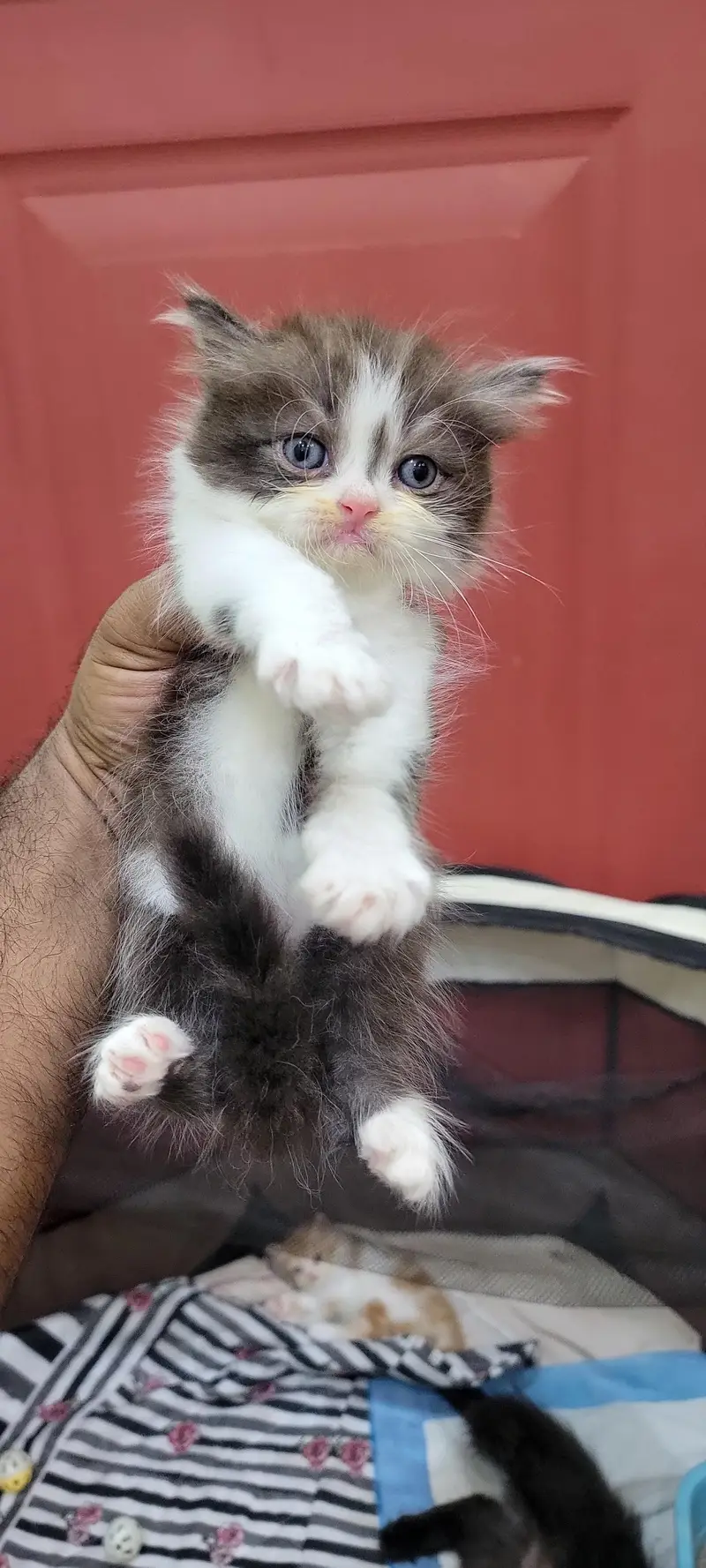 ​Adorable Persian Kittens Available — photo 4