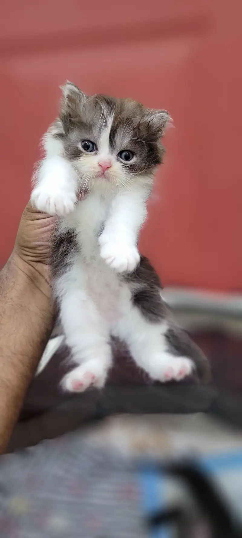 ​Adorable Persian Kittens Available — photo 5