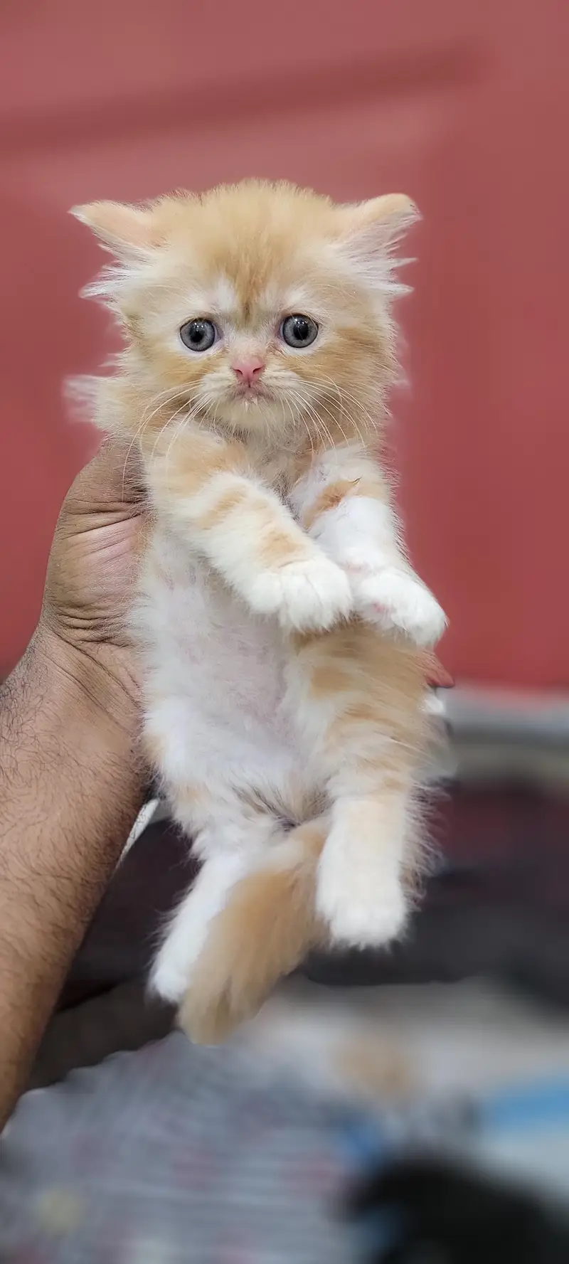 ​Adorable Persian Kittens Available — photo 6