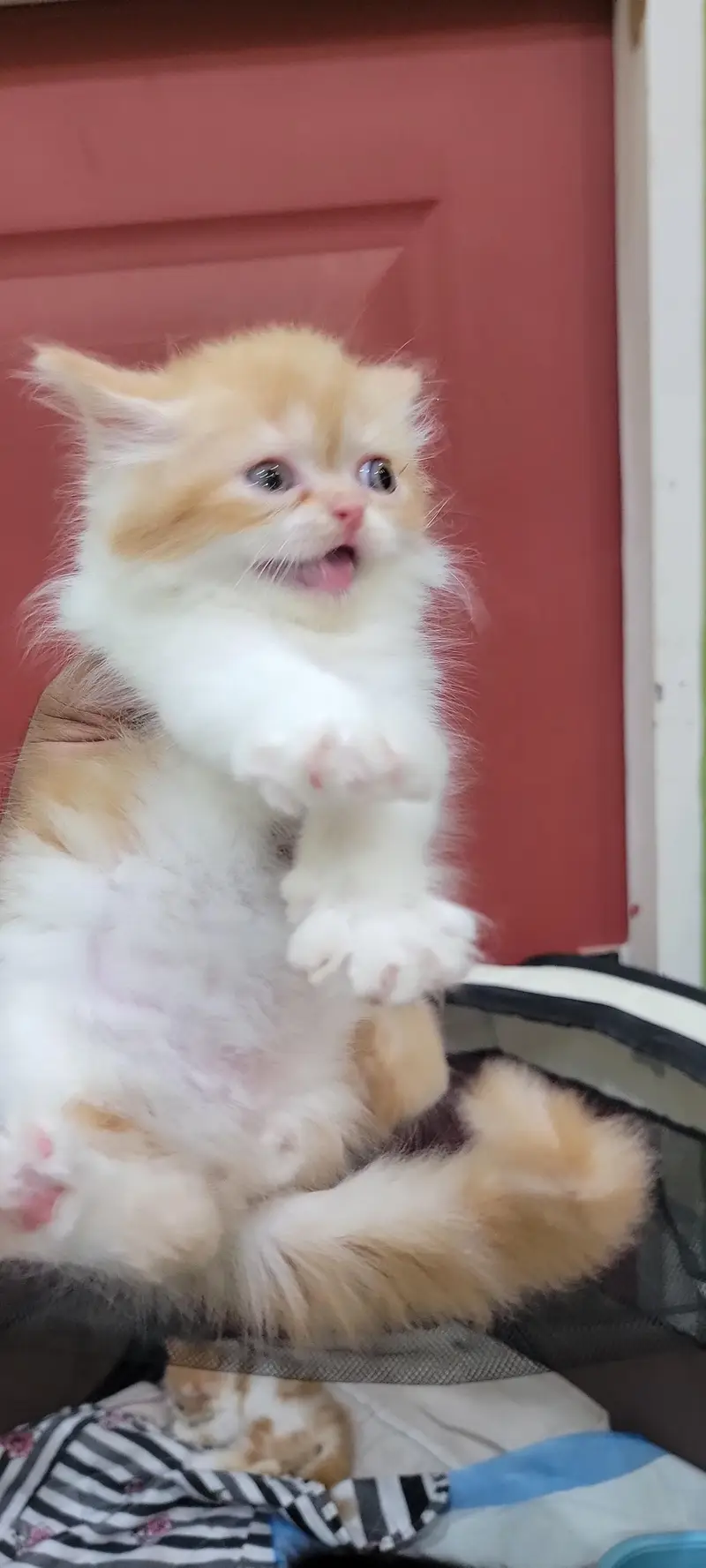 ​Adorable Persian Kittens Available — photo 7