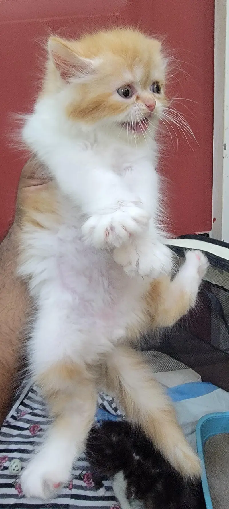​Adorable Persian Kittens Available — photo 8