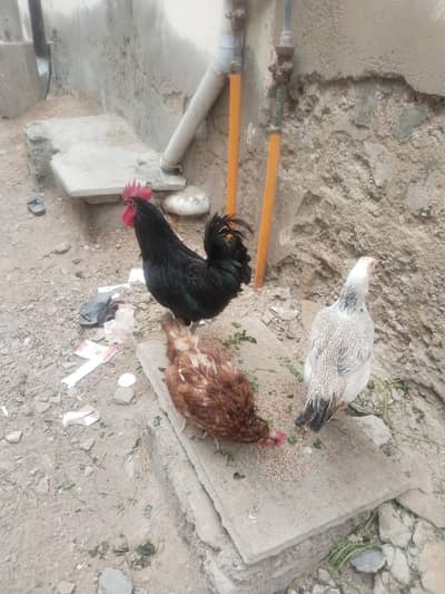 Top Quality Hen's