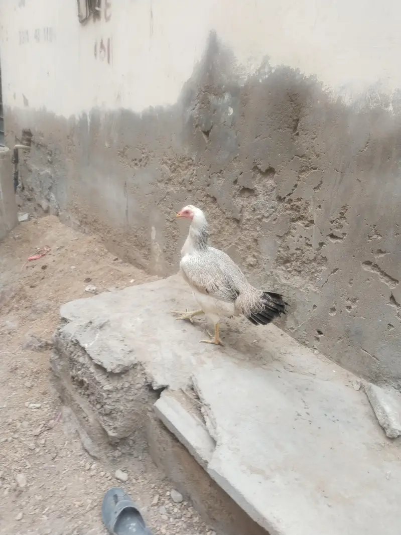 Top Quality Hen's — photo 2